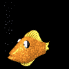 fish eggs Affordable Caviar caviar salmon caviar sturgeon caviar paddlefish caviar american caviar black caviar salmon roe ikura