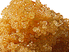imported caviar golden whitefish roe fresh whitefish eggs golden gold yellow fresh caviar caviare caviars low cost caviar alternative tasty treat gourmet food specialty food special sampler package unbeatable prices wholesale price, bulk, bulk pricing, caviar prices, wholesale caviar prices, wholesale caviar price