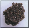 Imperial Black Caviar caviar, royal caviar, classic caviar, sturgeon caviar, paddlefish caviar, hackleback caviar, sturgeon, paddlefish, hackleback, salmon roe, ikura, Russian Caviar, Christmas gifts, gourmet gifts, caviar gifts, executive gifts, russian gifts, Beluga, Osetra, Sevruga, Royal, bowfin, roe, red caviar, luxury, food, specialty food, gourmet, deli, wholesale, distribution, retail, affordable, caviar, california, worldwide, cheap caviar, domestic caviar, export, import,iran, caviar accessories, caviar dish, iranian caviar, beluga, osetra, servuga, caviar spoons, chicken egg, dish, gifts, iranian, mother of pearl spoons, server, spoon, storing, accessories, american, beluga, black sturgeon caviar, bowl, cataloguew, caviar, caviar server, caviar spon, champagne, combinations, crackers, crackersa, gift basket,iran caviar, iraniancaviar, kefir, malossol, mother of pearl, ossetra, pate, persian, plate, russian, serruga, servers, serving, sevruga, spoon&bowl, spoons, utensils, where to buy, caviar prices iran, caviar accessories, weddings, engagements, caviar dish, iranian caviar, beluga, osetra, servuga, caviar spoons, chicken egg, dish, gifts, iranian, mother of pearl spoons, server, spoon, storing, accessories, american, beluga, black sturgeon caviar, bowl, cataloguew, caviar, caviar server, caviar spon, champagne, combinations, crackers, crackersa, gift basket,iran caviar, iraniancaviar, kefir, malossol, mother of pearl, ossetra, pate, persian, plate, russian, serruga, servers, serving, sevruga, spoon&bowl, spoons, utensils, where to buy, caviar, caviar prices, prices, price list, beluga,sevruga,black,kaviar,sturgeon,roe,russian,caspian,seafood,gourmet,delicatessen, corporate parties, conventions, charity balls, society parties, bar & bar mitzvah, graduations and proms, theme parties political events caviar dish, iranian caviar, beluga, osetra, servuga, caviar spoons, chicken egg, dish, gifts, iranian, mother of pearl spoons, server, spoon, storing, accessories, american, beluga, black sturgeon caviar, bowl, cataloguew, caviar, caviar server, caviar spon, champagne, combinations, crackers, crackersa, gift basket,iran caviar, iraniancaviar, kefir, malossol, mother of pearl, ossetra, pate, persian, plate, russian, serruga, servers, serving, sevruga, spoon&bowl, spoons, utensils, where to buy, caviar, salmon roe, ikura, Russian Caviar, Beluga, Osetra, Sevruga, Royal, bowfin, roe, red caviar, luxury, food, specialty food, gourmet, deli, wholesale, distribution, retail, affordable, caviar, california, worldwide, cheap caviar, domestic caviar, export, import, caviar prices