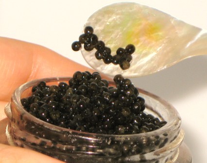 Fresh Imperial Golden Osetra Caviar :: Fresh Osetra Caviar :: Buy Imported Caviar