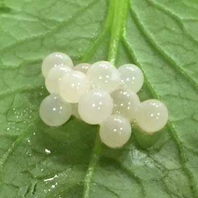 snail eggs caviar escargot caviar egg white caviar