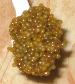 Golden Royal Black Caviar, Wild Fresh Caviar